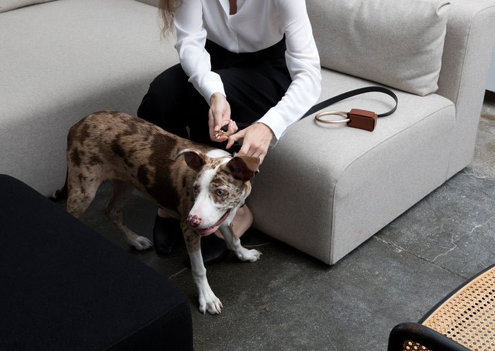 Woman sitting on a gray couch and holding her dog who is wearing the black Lumi leash and collar. 