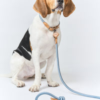 Ray Collar + Leash Set