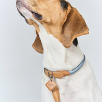 Hands-Free Ray Collar + Leash Set