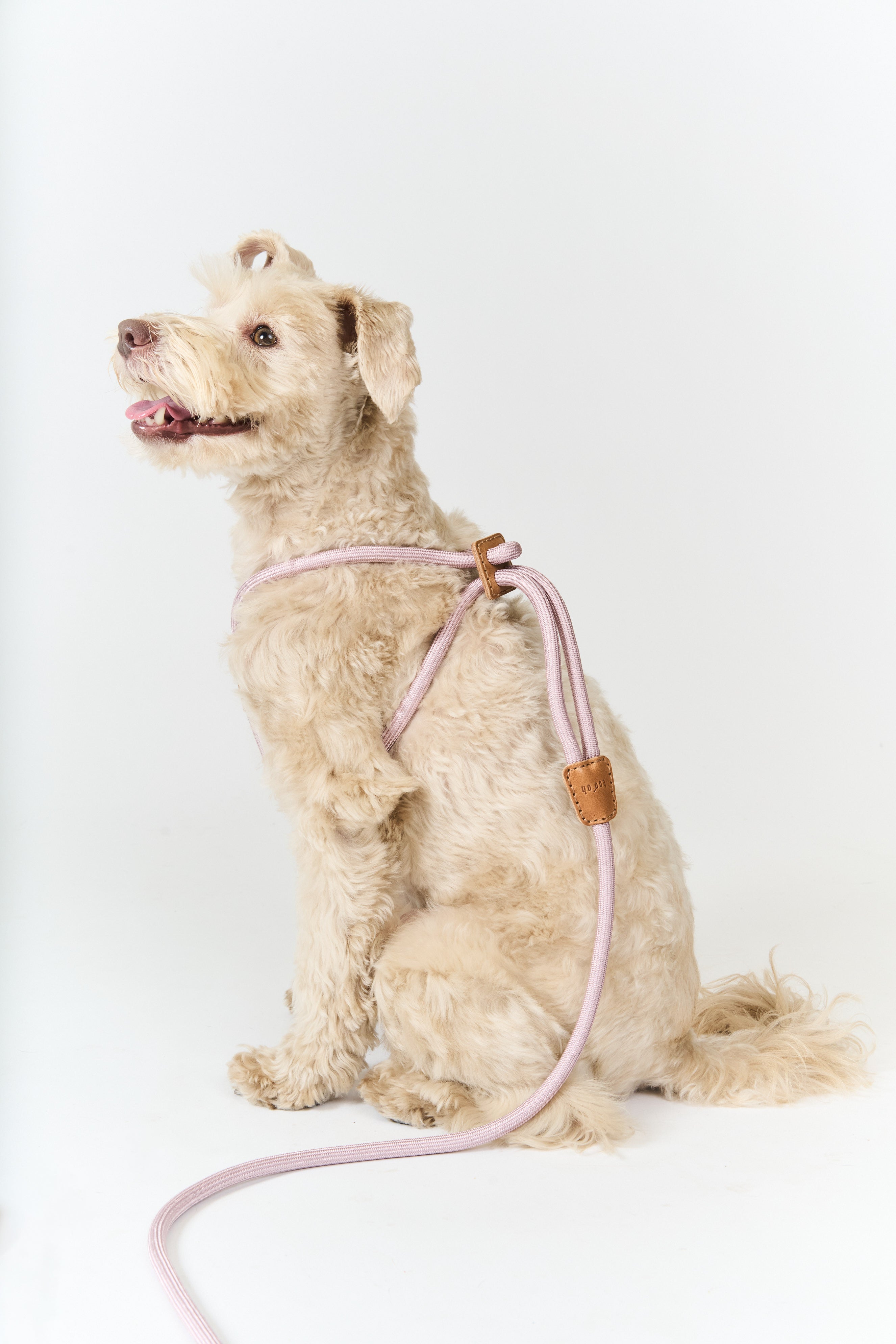 Ray Harness – Boo Oh