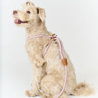 Ray Harness