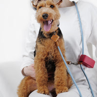 Hands-Free Ray Leash