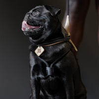 Ray Harness | Black Editon