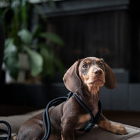 Ray Harness | Black Editon
