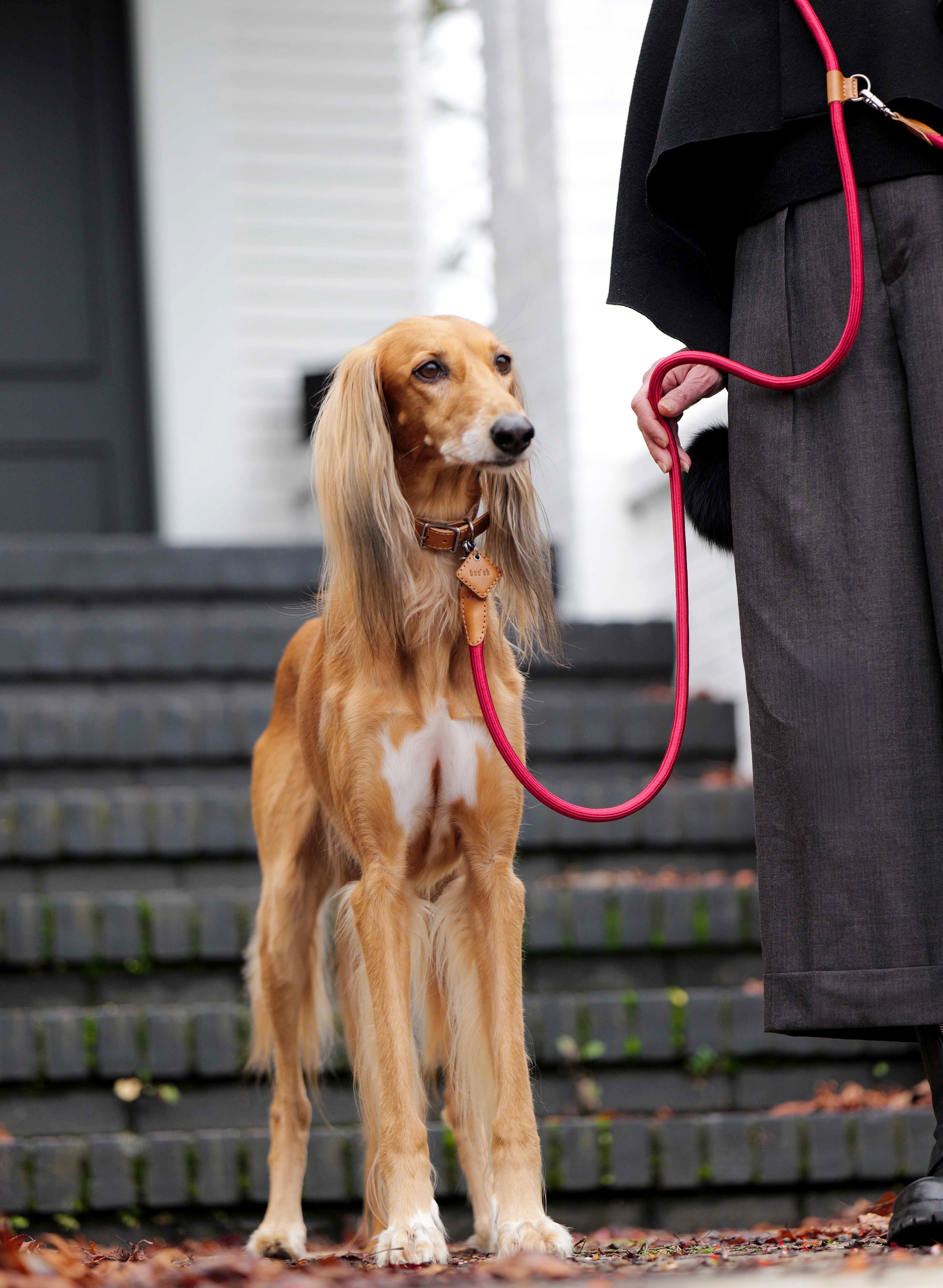 Hands-Free Ray Collar + Leash Set – Boo Oh