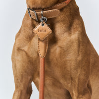 Hands-Free Ray Collar + Leash Set