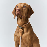 Hands-Free Ray Collar + Leash Set