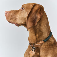 Hands-Free Ray Collar + Leash Set