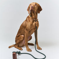 Ray Collar + Leash Set
