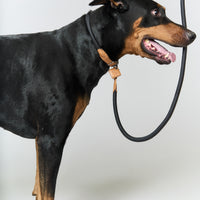 Hands-Free Ray Collar + Leash Set