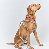 Ray Harness