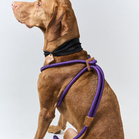 Ray Harness