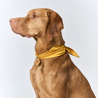 Aura ID Scarf
