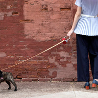 Lumi Leash and Collar Set