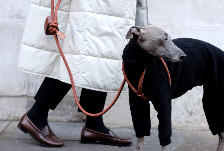 Greyhound dog wearing a black knit and Camel brown Ray harness, with his owner wearing a cream coat