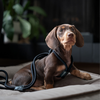 Ray Harness | Black Editon