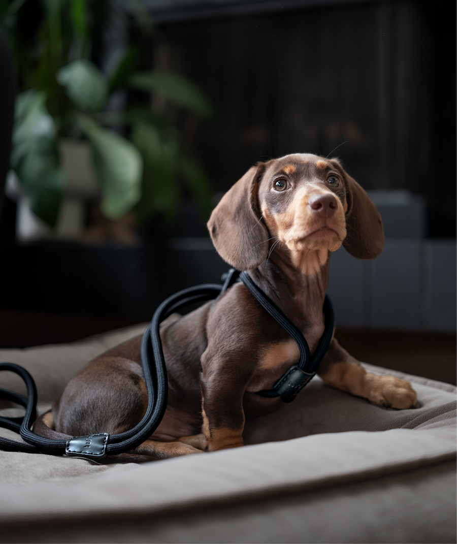 Ray Harness | Black Editon