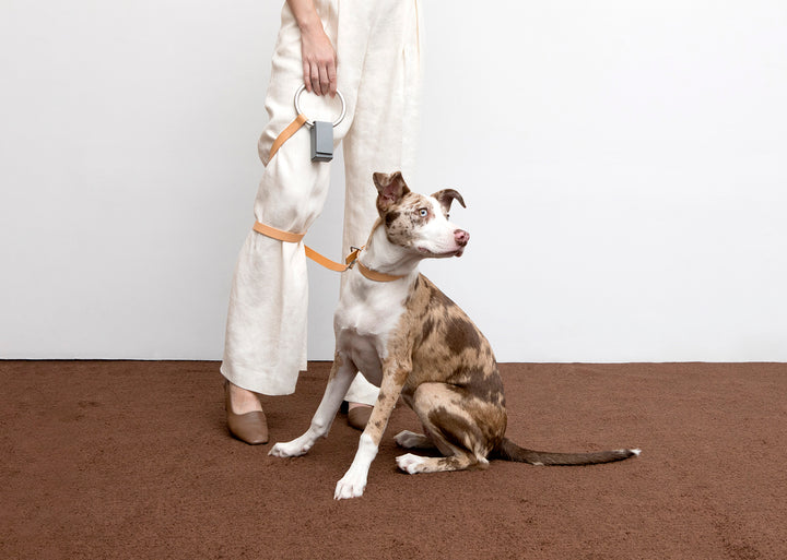 Dog wearing the Lumi collar and leash in Tan color, with her owner behind her.