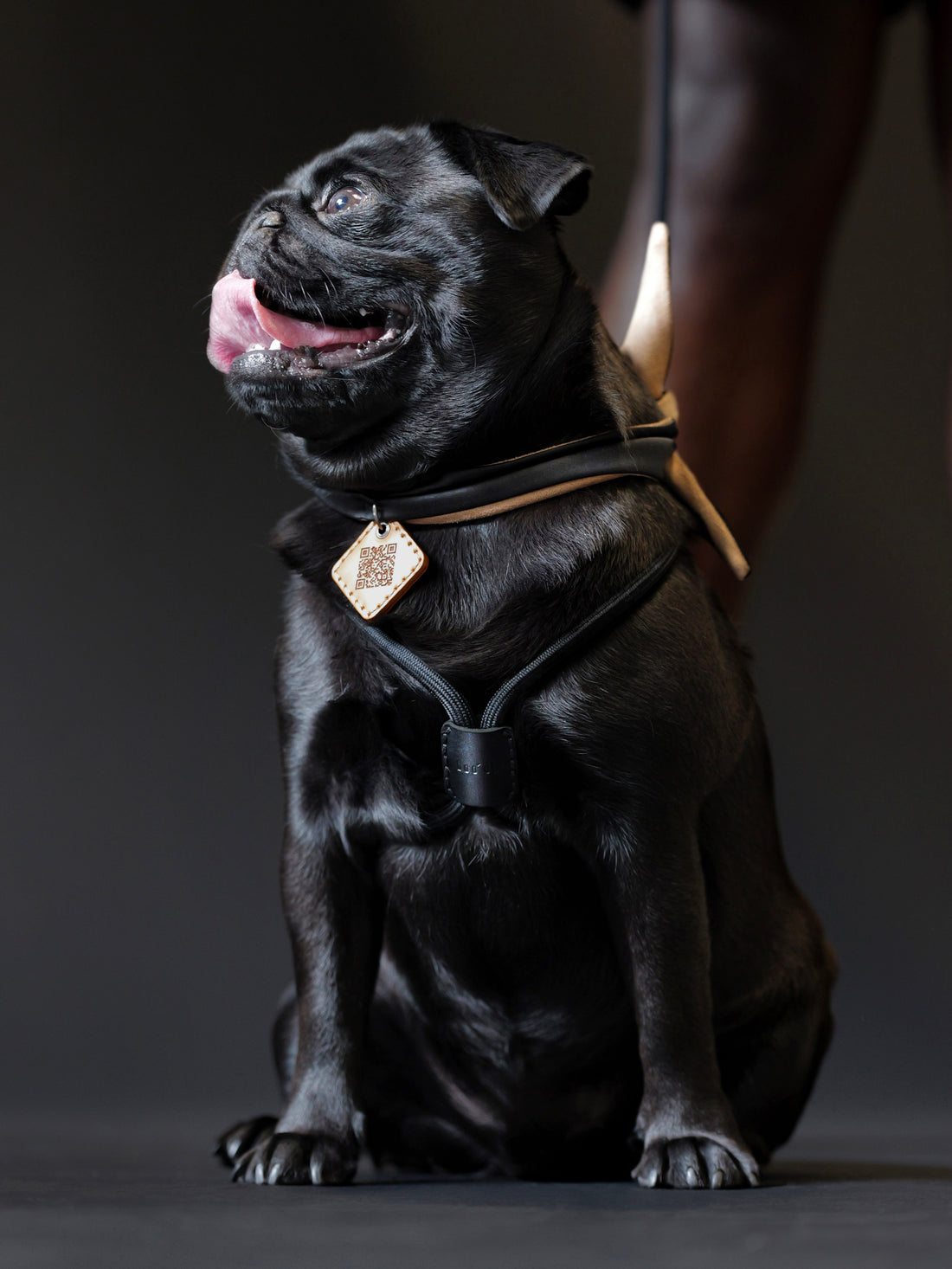 Ray Harness | Black Editon