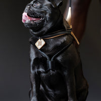 Ray Harness | Black Editon