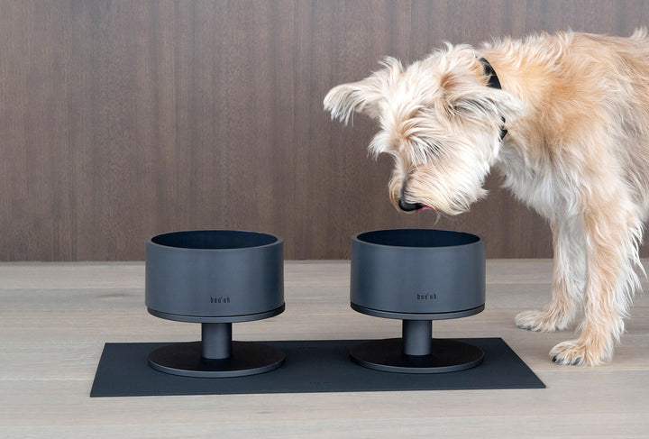 Cairn Terrier dog wearing the lumi collar and looking at the bowl, the mat and stand from the Mogo collection.