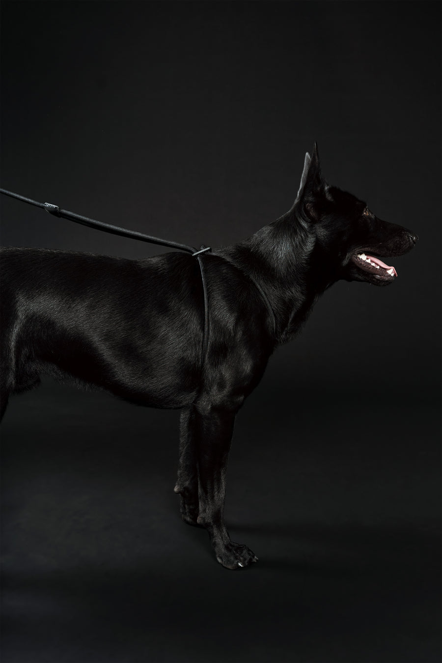 Ray Harness | Black Editon