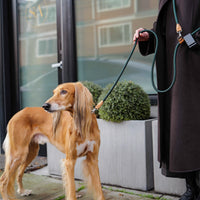 Hands-Free Ray Leash