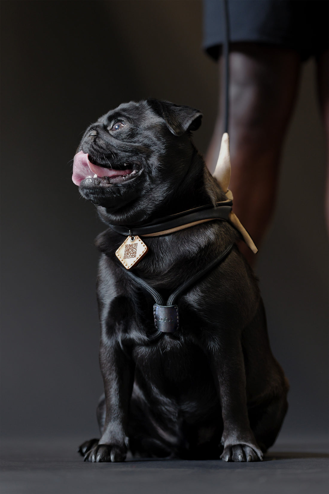 Ray Harness | Black Editon