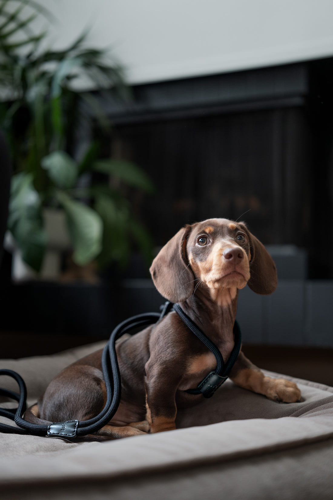 Ray Harness | Black Editon