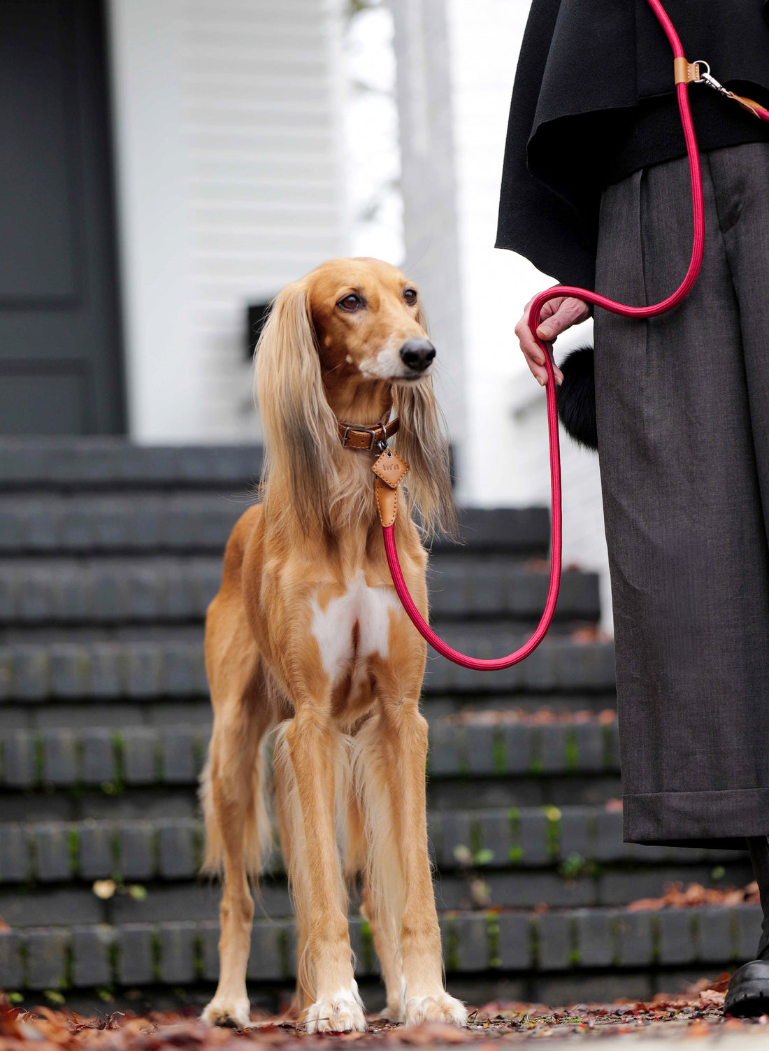 Hands-Free Ray Collar + Leash Set
