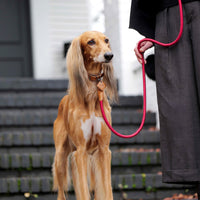 Hands-Free Ray Collar + Leash Set