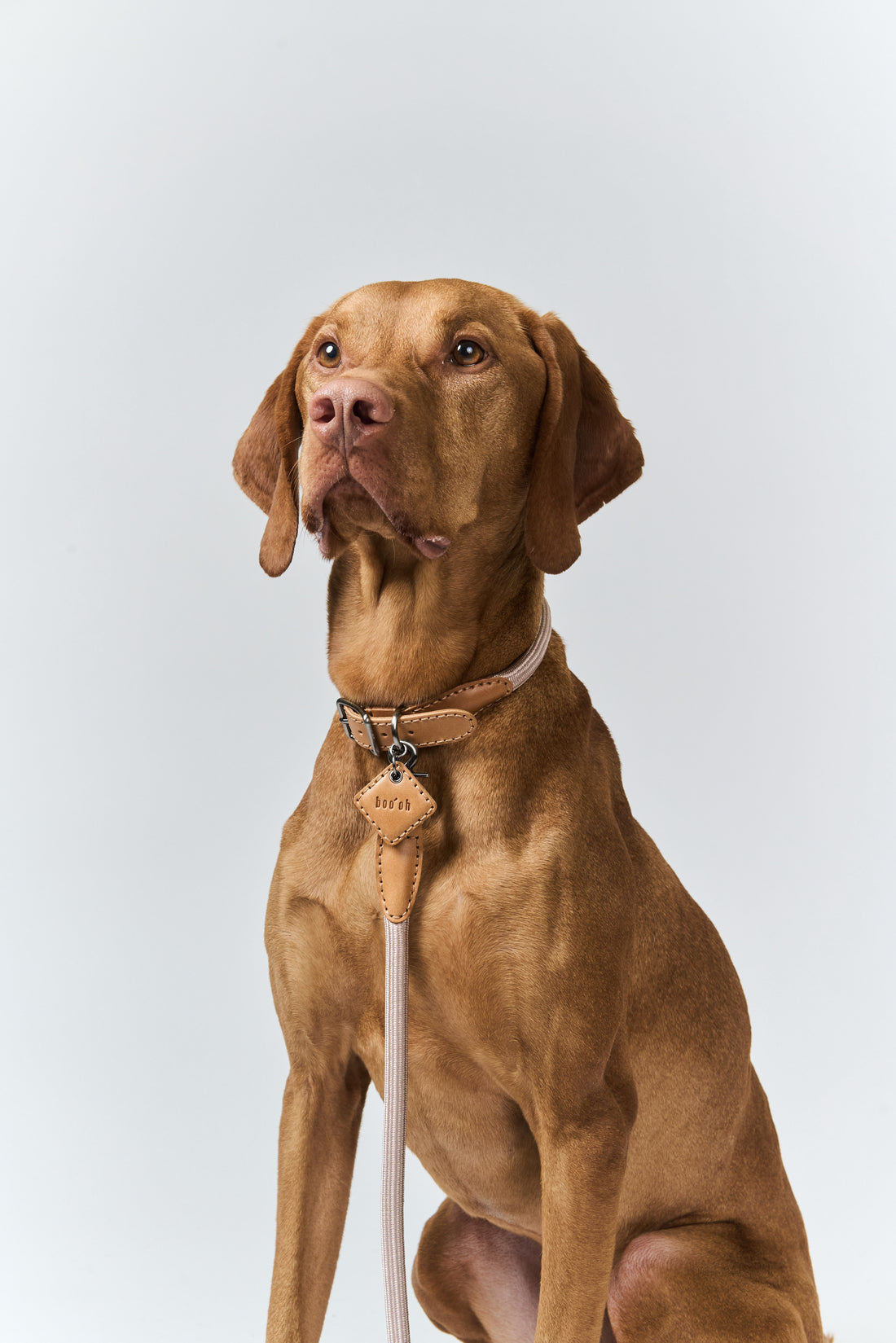 Ray Collar