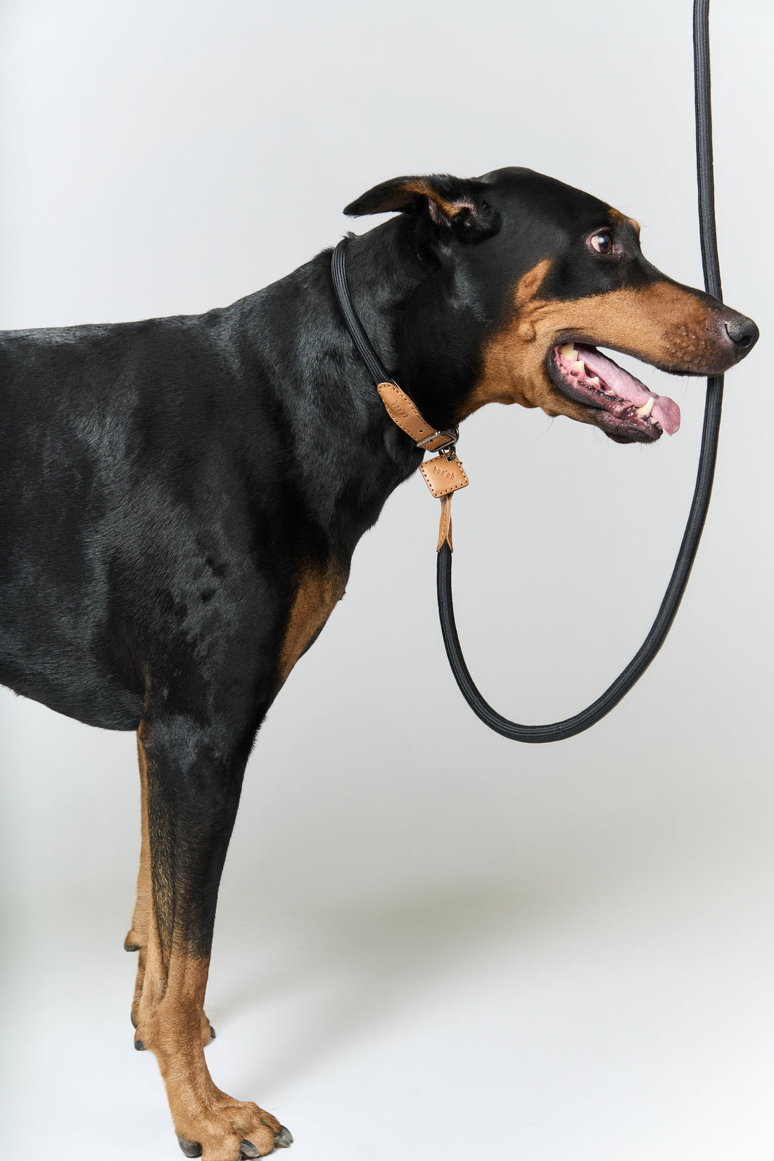 Hands-Free Ray Collar + Leash Set