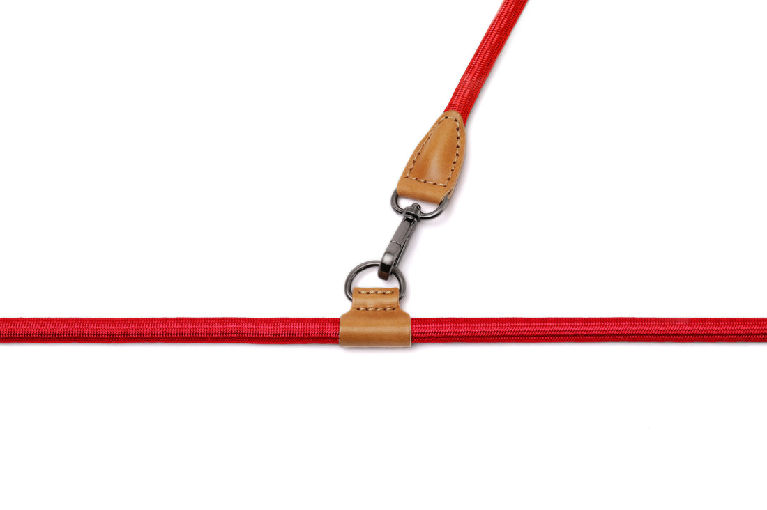 Hands-Free Ray Collar + Leash Set