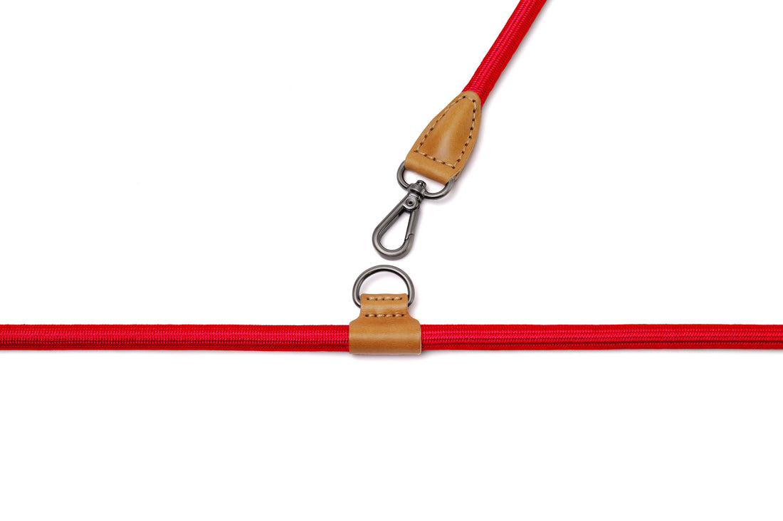 Hands-Free Ray Collar + Leash Set