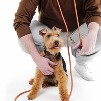 Hands-Free Ray Collar + Leash Set